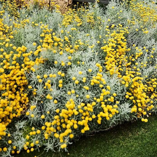 Hamvas cipruska - Santolina chamaecyparissus