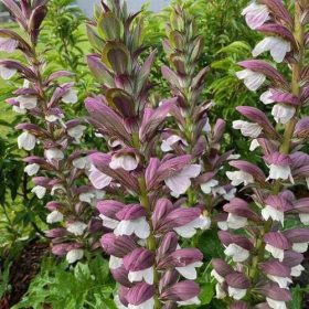   Magyar medveköröm – Acanthus hungaricus 'White Lips'