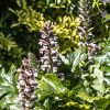 Magyar medveköröm – Acanthus hungaricus 'White Lips'
