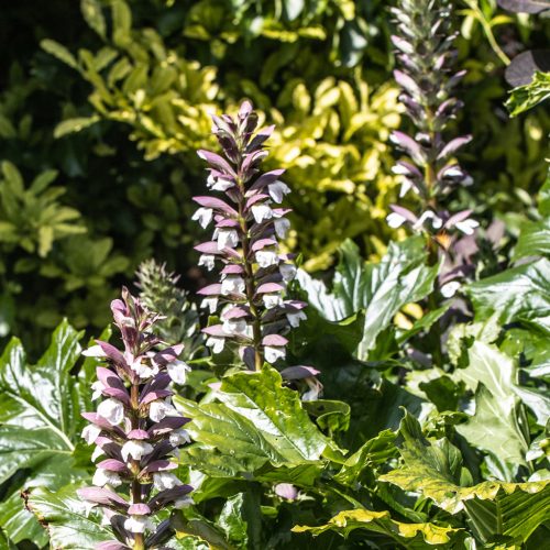 Magyar medveköröm – Acanthus hungaricus 'White Lips'