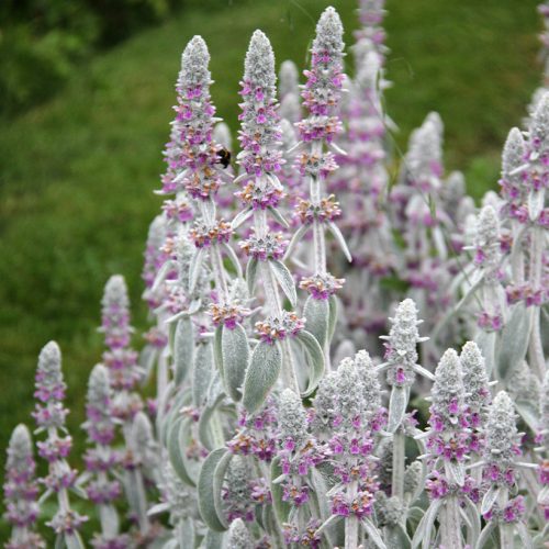 Gyapjas tisztesfű - Stachys byzantina
