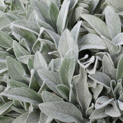 Gyapjas tisztesfű - Stachys byzantina