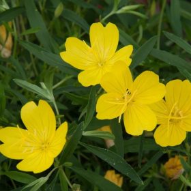 Ligetszépe - Oenothera ‘African Sun’