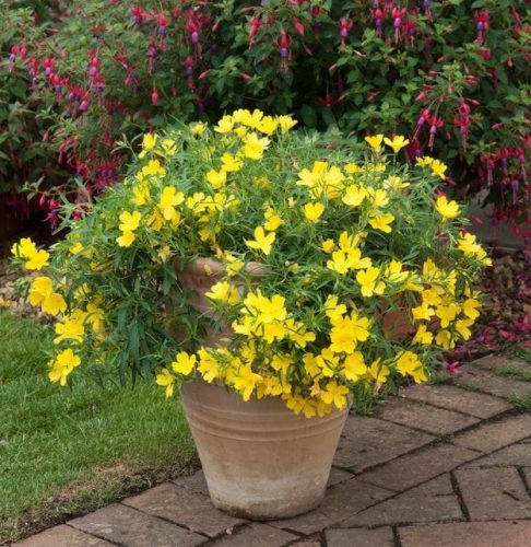 Ligetszépe - Oenothera ‘African Sun’