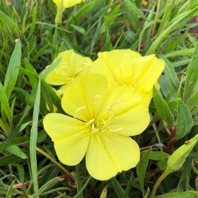 Ligetszépe – Oenothera macrocarpa