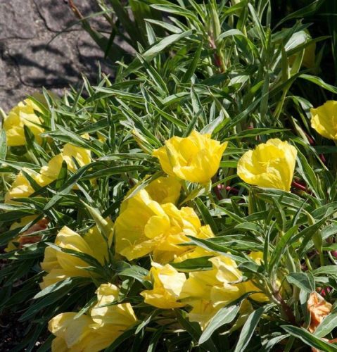 Ligetszépe – Oenothera macrocarpa