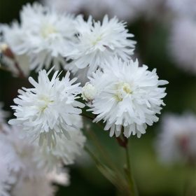 Réti kakukkszegfű - Lychnis flos-cuculi ‘Petite Henri’