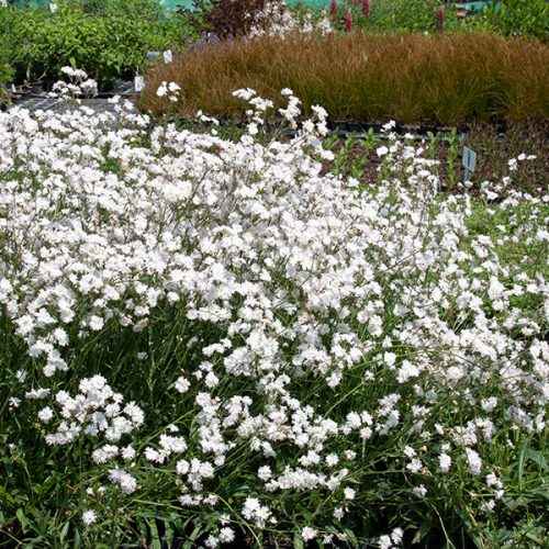 Réti kakukkszegfű - Lychnis flos-cuculi ‘Petite Henri’