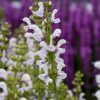 Ligeti zsálya – Salvia nemorosa Fashionista 'Snow Kiss'