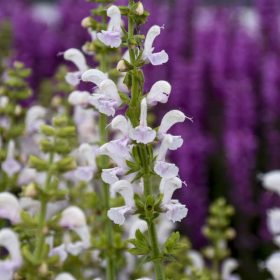   Ligeti zsálya – Salvia nemorosa Fashionista 'Snow Kiss'