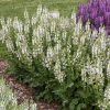 Ligeti zsálya – Salvia nemorosa Fashionista 'Snow Kiss'