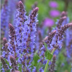 Ligeti zsálya - Salvia nemorosa ‘Heaven in Blue’