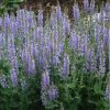 Ligeti zsálya - Salvia nemorosa ‘Heaven in Blue’