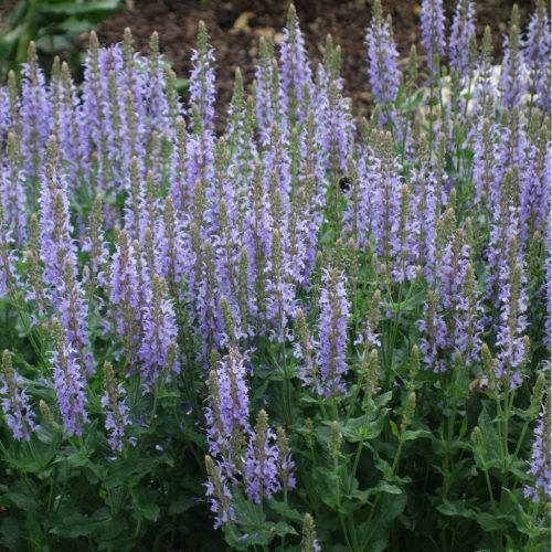 Ligeti zsálya - Salvia nemorosa ‘Heaven in Blue’