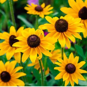 Pompás kúpvirág - Rudbeckia fulgida 'Goldsturm'