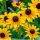 Pompás kúpvirág - Rudbeckia fulgida 'Goldsturm'