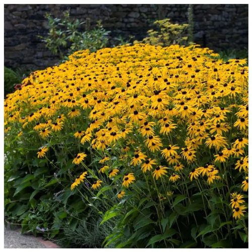 Pompás kúpvirág - Rudbeckia fulgida 'Goldsturm'