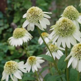   Kasvirág -  Echinacea purpurea 'Compact Cream Crush'