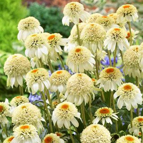 Kasvirág -  Echinacea purpurea 'Compact Cream Crush'