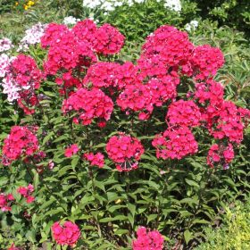 Bugás lángvirág - Phlox paniculata 'Starfire'