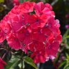 Bugás lángvirág - Phlox paniculata 'Starfire'