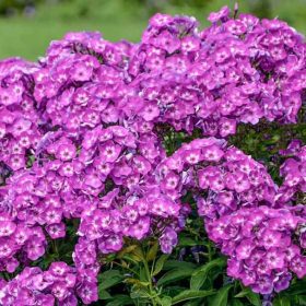 Bugás lángvirág - Phlox paniculata 'Laura'