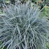 Muhar sás - Carex panicea 'Pamira'
