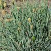 Muhar sás - Carex panicea 'Pamira'