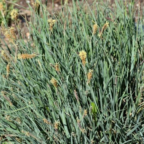 Muhar sás - Carex panicea 'Pamira'
