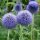 Szamárkenyér - Echinops bannaticus 'Taplow Blue'