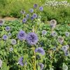 Szamárkenyér - Echinops bannaticus 'Taplow Blue'