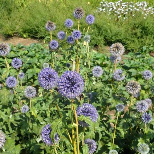 Szamárkenyér - Echinops bannaticus 'Taplow Blue'