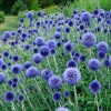 Szamárkenyér - Echinops ritro 'Veitch's Blue'