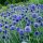 Szamárkenyér - Echinops ritro 'Veitch's Blue'