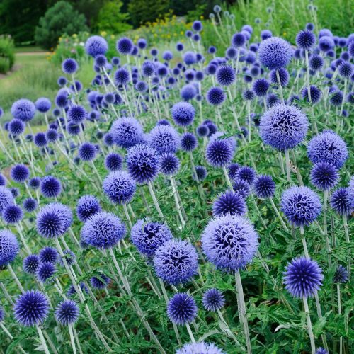 Szamárkenyér - Echinops ritro 'Veitch's Blue'