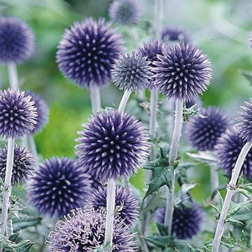 Szamárkenyér - Echinops ritro 'Veitch's Blue'