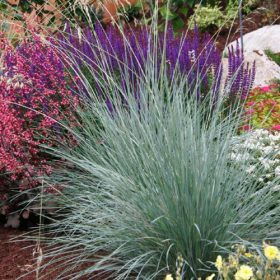   Örökzöld zabfű - Helictotrichon sempervirens 'Pendula'