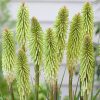 Fáklyaliliom – Kniphofia 'Green Jade'