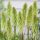 Fáklyaliliom – Kniphofia 'Green Jade'