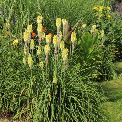 Fáklyaliliom – Kniphofia 'Green Jade'