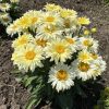 Kerti margaréta - Leucanthemum x superbum 'Banana Cream'