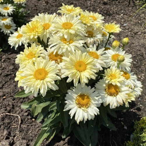 Kerti margaréta - Leucanthemum x superbum 'Banana Cream'