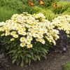Kerti margaréta - Leucanthemum x superbum 'Banana Cream'