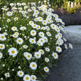 Kerti margaréta - Leucanthemum x superbum 'Becky'
