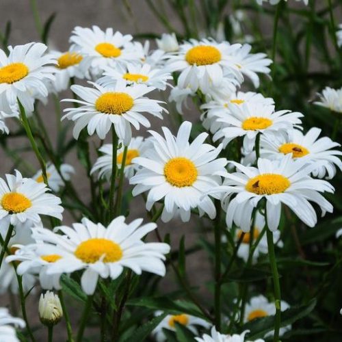 Kerti margaréta - Leucanthemum x superbum 'Becky'