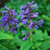 Macskamenta - Nepeta 'Neptune'