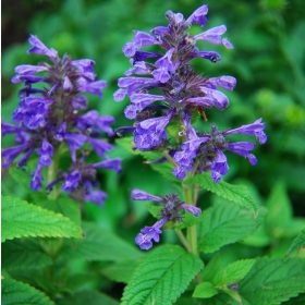 Macskamenta - Nepeta 'Neptune'