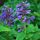 Macskamenta - Nepeta 'Neptune'