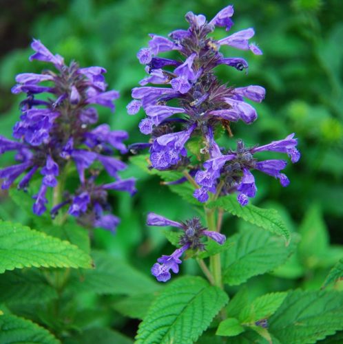 Macskamenta - Nepeta 'Neptune'