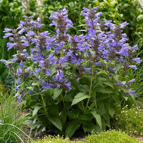 Macskamenta - Nepeta 'Neptune'